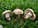 Tricholome de la Saint-Georges, Mousseron de printemps, Calocybe gambosa
