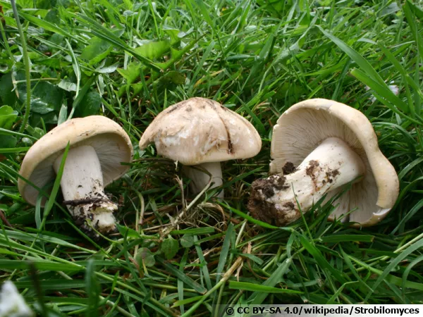 Tricholome de la Saint-Georges, Mousseron de printemps, Calocybe gambosa