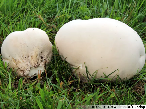 Vesse-de-loup géante, Tête de mort, Lycoperdon géant, Calvatia gigantea