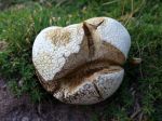 Vesse-de-loup, Calvatie en outre, Calvatia utriformis Vesse-de-loup, Calvatie en outre, Calvatia utriformis
