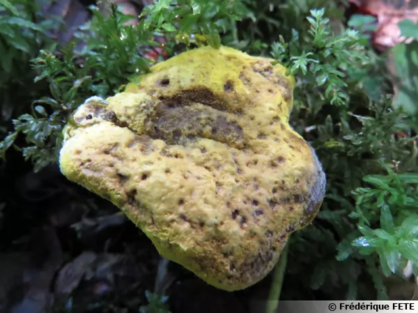 Du cannibalisme chez les champignons, Hypomyces sur sporophores