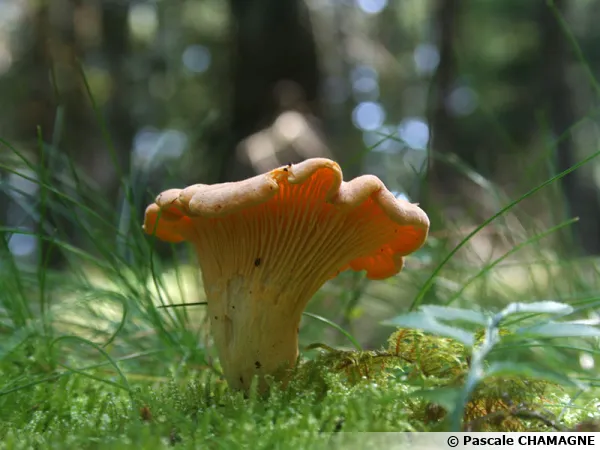 Girolle, Jaunette, Chanterelle, Cantharellus cibarius