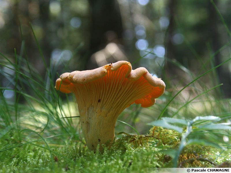 Girolle, Chanterelle, Cantharellus cibarius