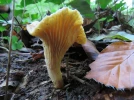 Girolle ferrugineuse, Chanterelle, Cantharellus ferruginascens