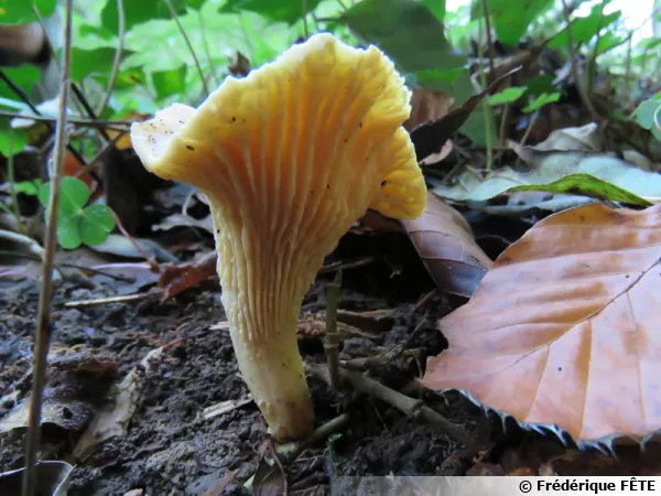 Girolle ferrugineuse, Chanterelle, Cantharellus ferruginascens