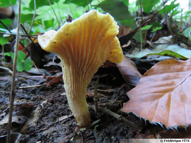 Girolle ferrugineuse, Chanterelle, Cantharellus ferruginascens