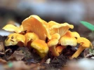Girolle abricot, Chanterelle de Fries, Cantharellus friesii