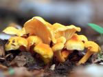 Girolle abricot, Chanterelle de Fries, Cantharellus friesii Girolle abricot, Chanterelle de Fries, Cantharellus friesii