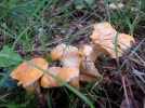 Girolle pruineuse, Chanterelle pruineuse, Cantharellus pallens