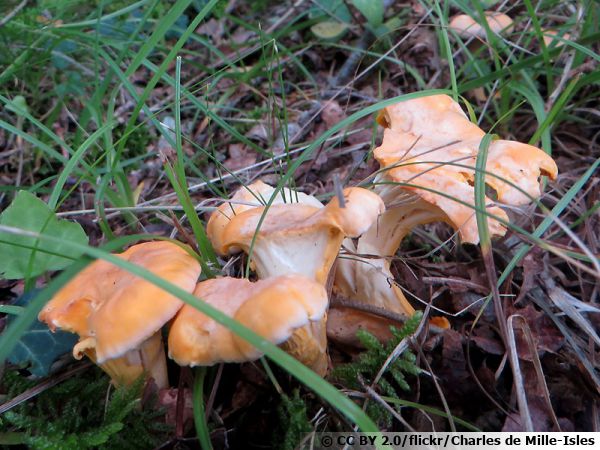 Girolle pruineuse, Chanterelle pruineuse, Cantharellus pallens