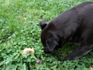 Champignons et animaux domestiques
