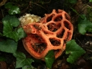 Clathre rouge, Coeur de sorcire, Lanterne du diable, Clathrus ruber