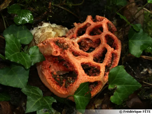 Clathre rouge, Cœur de sorcière, Lanterne du diable, Clathrus ruber