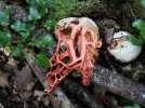 De nouveaux champignons dans nos sous-bois
