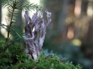 Clavaire grise, Clavuline cendre, Clavaire cendre, Clavulina cinerea
