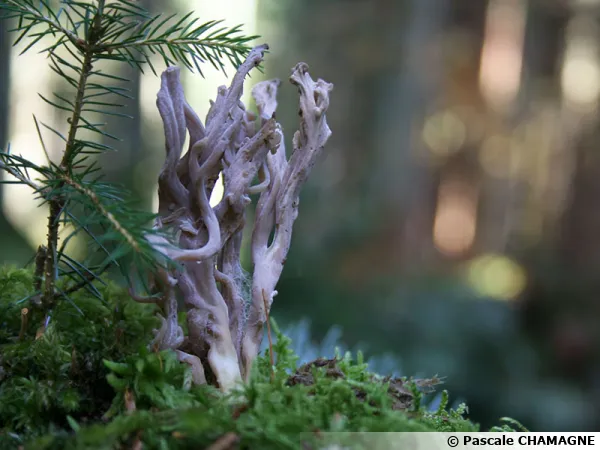 Clavaire grise, Clavuline cendrée, Clavaire cendrée, Clavulina cinerea