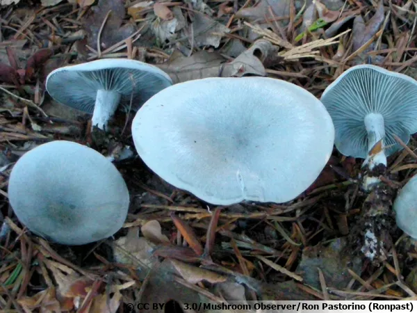 Clitocybe odorant, Clitocybe anisé, Clitocybe à odeur d'anis, Clitocybe odora