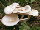 Clitocybe des feuilles, Faux meunier, Clitocybe phyllophila