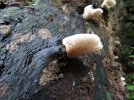 Clitopile aplati, Clitopilus pinsitus
