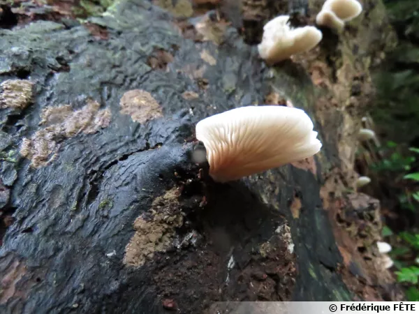 Clitopile aplati, Clitopilus pinsitus