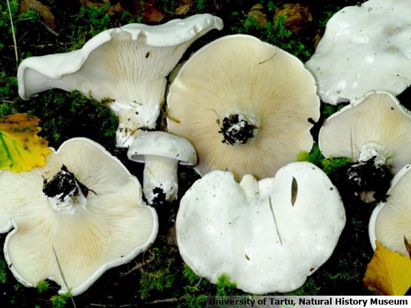 Meunier, Clitopile petite-prune, Mère de Cèpe, Clitopilus prunulus