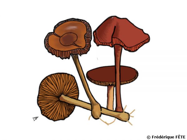 Conocybe des dunes, Conocybe dunensis