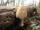 Coprin domestique, Coprinellus domesticus