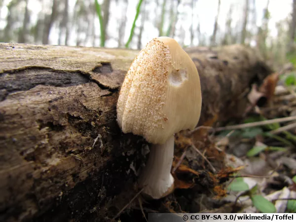 Coprin domestique, Coprinellus domesticus