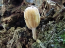 Coprin  sucre, Coprin saupoudr de sucre, Coprinellus saccharinus