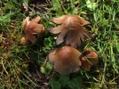 Coprin � t�te rouge, Coprinopsis erythrocephala