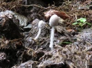 Coprin, Coprinopsis pachysperma
