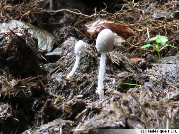 Coprin, Coprinopsis pachysperma est de la famille des Psathyrellaces