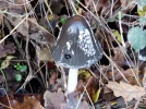 Coprin pie, Coprin noir et blanc, Coprinopsis picacea