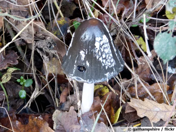 Coprin pie, Coprin noir et blanc, Coprinopsis picacea