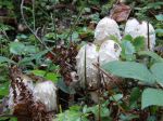 Coprin chevelu, Coprinus comatus Coprin chevelu, Coprinus comatus