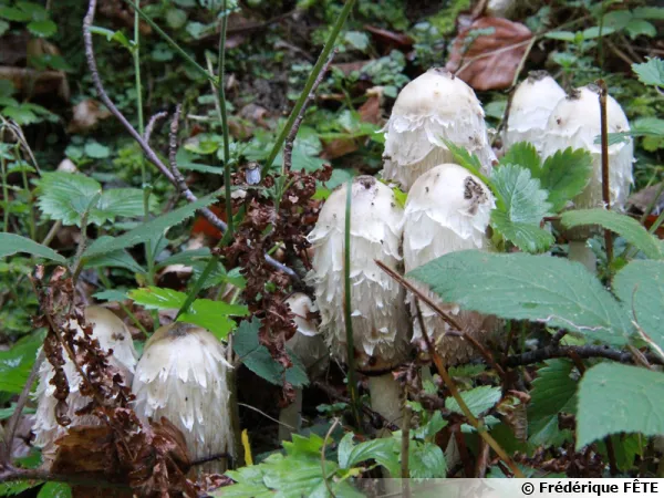 Le Coprin chevelu, Coprinus comatus, excellent jeune
