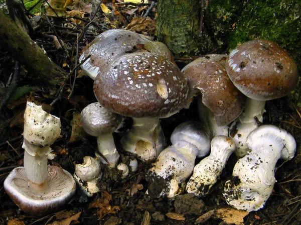 Cortinaire remarquable, Cortinaire de Berkeley, Cortinarius praestans