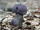 Cortinaire violet, Cortinarius violaceus