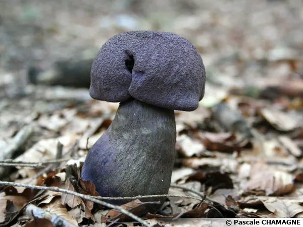 Cortinaire violet, Cortinarius violaceus