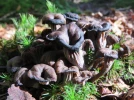 Trompette-de-la-mort, Trompette-des-morts, Corne d'abondance, Craterellus cornucopioides