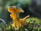 Chanterelle jaune, Craterelle jaune, Craterellus lutescens