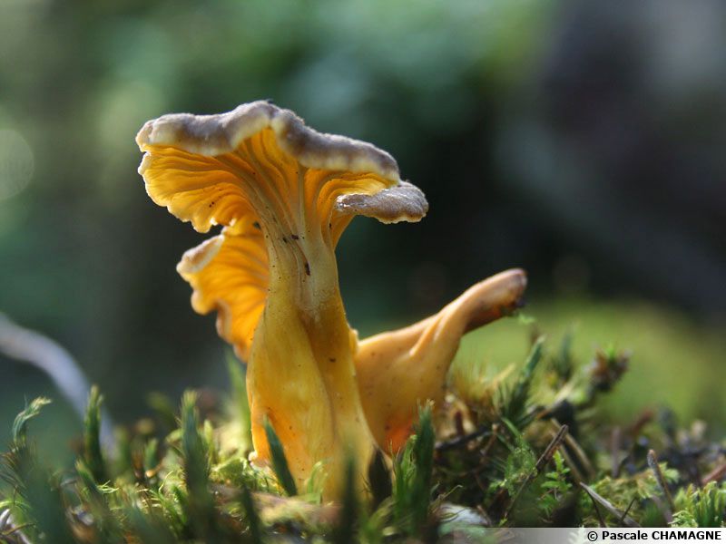 Chanterelle jaune, Craterelle jaune, Craterellus lutescens