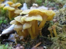 Chanterelle noircissante, Craterellus melanoxeros