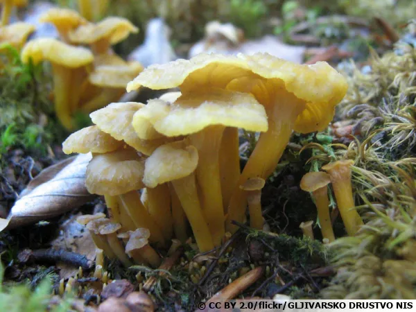 Chanterelle noircissante, Craterellus melanoxeros