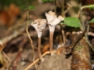 Chanterelle sinueuse, Craterelle, Chanterelle ondule, Craterellus sinuosus