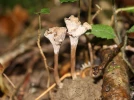 Chanterelle sinueuse, Craterelle, Chanterelle ondul�e, Craterellus sinuosus