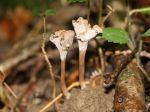 Chanterelle sinueuse, Craterelle, Chanterelle ondulée, Craterellus sinuosus Chanterelle sinueuse, Craterelle, Chanterelle ondulée, Craterellus sinuosus