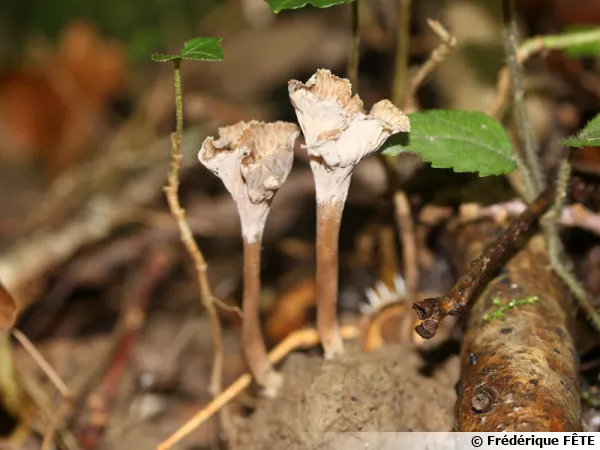 Chanterelle sinueuse, Craterelle, Chanterelle ondulée, Craterellus sinuosus
