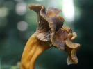 Chanterelle en tube, Chanterelle en trompette, Girolle grise, Craterellus tubaeformis