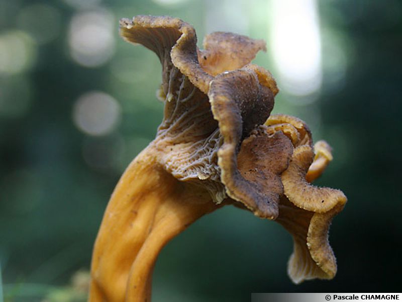 Chanterelle en tube, Chanterelle en trompette, Girolle grise, Craterellus tubaeformis